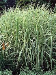 Image Result For Striped Eulalia Grass Plants That Like Shade Ornamental Grasses Part Shade Plants