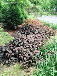 We did not find results for: Plant Identification Closed Purple Spreading Perennial Small Yellow Flowers 3 By Bexsoda