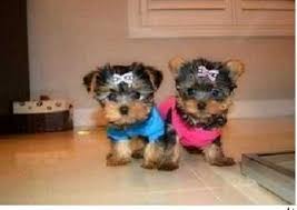 Black And Tan Yorkie Poo Puppies For Sale Available Yorkies Pups For Your Family Now Text Call 704 903 6200 New Orleans Dogs Puppies Yorkie Puppy Yorkshire Terrier Puppies Teacup Yorkie