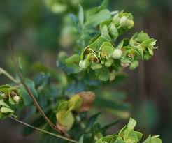 Image result for Euphorbia crebrifolia
