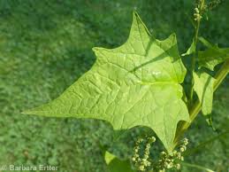 Image result for Chenopodiastrum