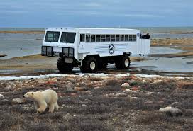 But in the town of churchill, manitoba, there's another emergency. How To See Churchill Polar Bears In The Wild Adventure Family Travel Wandering Wagars