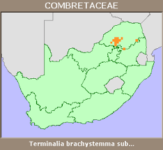 Image result for Terminalia brachystemma