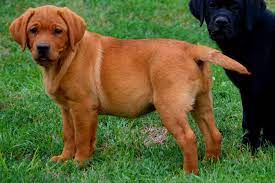 Ob hunde in not oder welpen, dieses kennenlernen ist enorm wichtig, damit halter und hund am ende zu einem eingeschworenen team werden. Foxred Labradors Od Himalajskeho Cedru Fci Kennel Home Facebook