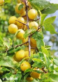 Epingle Sur Jardinage Bouturage