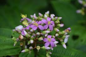 Image result for Ochthocharis dicellandroides