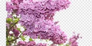We did not find results for: Flower Bouquet Purple Lilac Lilac Flowers Image File Formats Violet Branch Png Pngwing