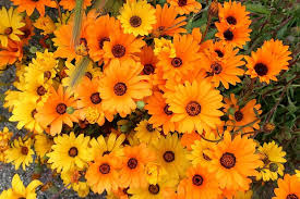 Image result for Dimorphotheca