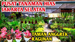 Biasanya, penjual tanaman hias ini memiliki tempat berdagang dipinggir jalan. Pusat Tanaman Hias Di Jakarta Selatan Taman Anggrek Ragunan Youtube