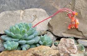 International Crassulaceae Network Echeveria amoena perote seed, echeveria seed, amoena seed. international crassulaceae network