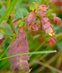 Image result for Humularia