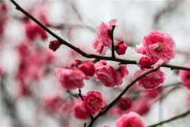 The chinese word for color is yánsè (顏色). Top 10 Flowers In Chinese Culture Know About Flowers In China