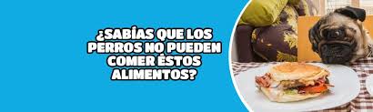 5 Alimentos Prohibidos Para Perros Tusmascotas Cl