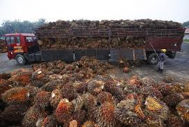 Skil supir truk kelapa sawit bikin melongo, hanya di indonesaia luar biasa!! Pemerintah Percepat Sertifikasi Ispo Lahan Kelapa Sawit Bisnis Tempo Co