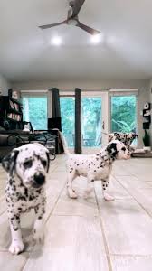 Image result for dalmatin