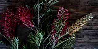Image result for Protea angolensis