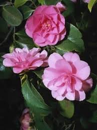 How To Trim An Overgrown Camellia Bush Hunker Camellia Plant Camellia Flower Plants