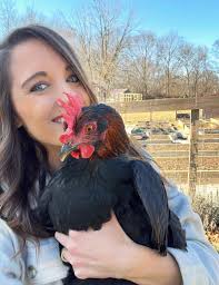 How to introduce 2-month-old hens to a flock of 1-year-old hens?