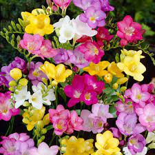 Single Freesia Mix American Meadows