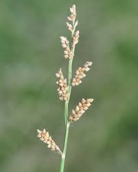 Image result for Echinochloa ugandensis