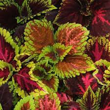 Image result for Coleus guerkei