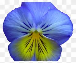 Download blue flower clipart and use any clip art,coloring,png graphics in your website, document or presentation. Pansy Clipart Realistic Flower Blue And Yellow Flowers Png Transparent Png Full Size Clipart 3839345 Pinclipart