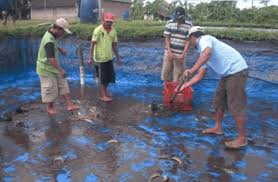 5 Cara Menghilangkan Bau Pada Kolam Kele 0822 3430 9048