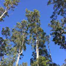 Image result for Eucalyptus cloeziana