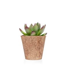 Souvenirs con cactus para bodas con toda la onda. Cactus Y Plantas Crasas Regalos De Empresa Bodas Y Eventos