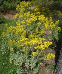 Maybe you would like to learn more about one of these? Woody Goldenrod Makes An Impressive Display In The Florida Panhandle