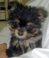 Chloe The 10 Week Old Chorkie Chihuahuayorkie Mix She Is Only 1lb In This Picture Yorkie Mix Cute Animals Yorkie