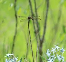 The mother is a deer head, and the father is an apple head. Equestrian Unit At Nails Creek Picture Of Lake Somerville State Park Nails Creek Unit Ledbetter Tripadvisor