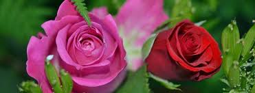 994 likes · 71 were here. Funeral Flower Meanings Meaning Behind Flower Colors