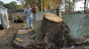 There are lots of options for getting rid of an old tree stump. Yes You Can Remove Stumps Even When Your Property Has Small Access Points Walt S Tree Stump Removal
