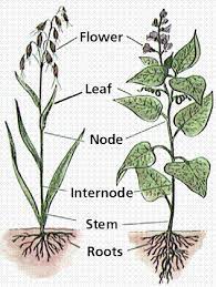 Plant Structure Ii Monocot Vs Diocot Plant Structure Plants Jasmine Plant