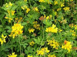 Paspalum (paspalum dilatatum) is a perennial grass weed that causes problems on lawns throughout the north island of new zealand. Lotus Pastures Te Ara Encyclopedia Of New Zealand