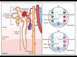 Electrolyte Homeostasis Part 1 Electrolyte Balance Fluid Movement Water Sodium Potassium Ion Pump Youtube