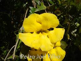 Image result for Dolichandra unguis-cati