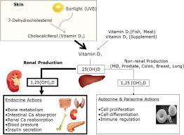 Vitamin D Status And Childhood Health