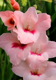 Image result for Gladiolus decoratus