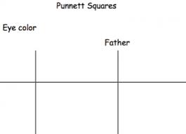 Punnett Squares Perkins Elearning