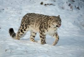 Snow leopards in the wild are found in the mountains of central asia throughout 12 countries and can tolerate extreme temperatures of 104 degrees fahrenheit down to 40 degrees below zero. Snow Leopard Facts And Beyond Biology Dictionary