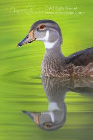 Wood Duck Male Juvenile Wood Ducks Bird Photography Duck
