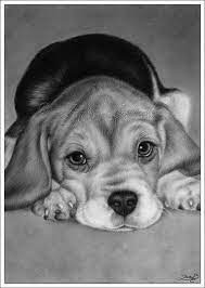 Fantasy Animals Meet Realistic Ones Dog Sketch Puppy Drawing Dog Drawing