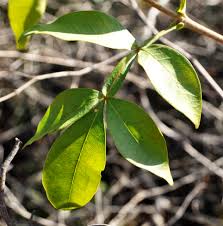 Image result for Schrebera trichoclada