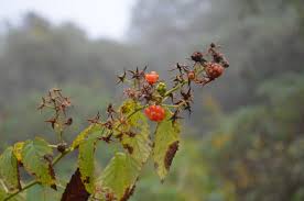 Image result for Schistostephium oxylobum