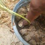 Image result for Dipcadi longifolium