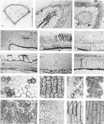 Image result for Leucas sexdentata