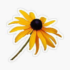A type of coneflower, it has won several international flower awards and looks great in beds and borders. Black Eyed Susan Gifts Merchandise Redbubble