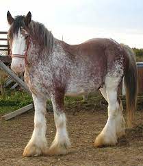 We did not find results for: Some Of The Most Famous Members Of The Breed Are The Teams That Make Up The Hitches Of The Budweiser Clydesdales Descrip Horse Breeds Horses Clydesdale Horses